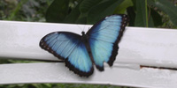 Delaware AeroSpace Education Foundation (DASEF) - Butterfly Math