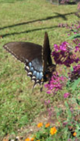 Delaware AeroSpace Education Foundation (DASEF) - Butterfly Birthday Parties